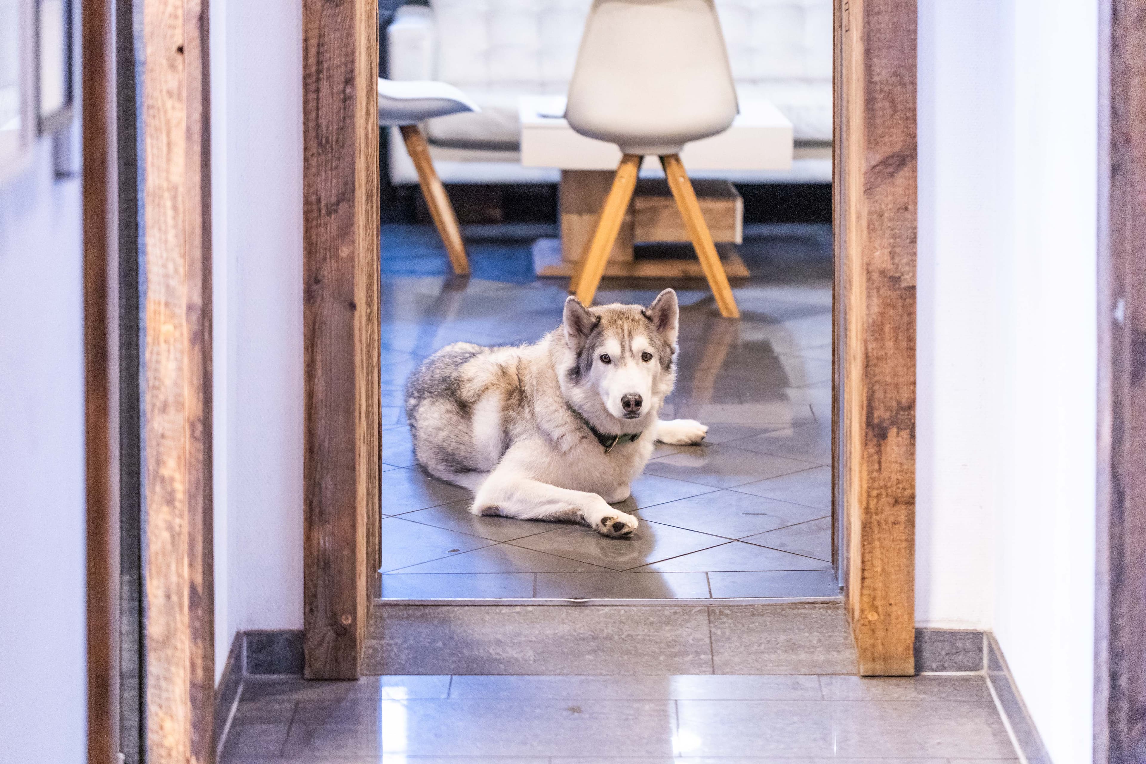 Whiskey – Werkstatthund bei NH-Service